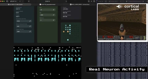 Emberi agysejtek írják a szöveget: a DOOM után jöhet az LLM