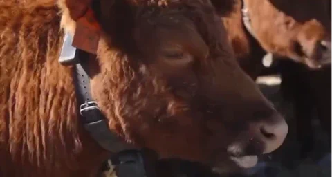 Milliárdos biznisz a teheneknél: Peter Thiel és a Halter