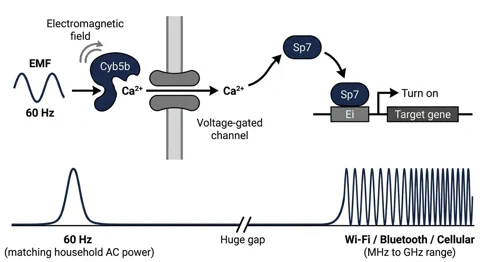 A diagram showing how a 60 Hz EMF wave activates the Cyb5b protein, leading to calcium influx and gene activation by the Sp7 transcription factor.