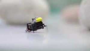 Pekingi kutatók ultrasebességű 2 cm-es mikrorobotot alkottak rovar-tanulmányban