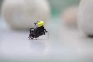 Pekingi kutatók ultrasebességű 2 cm-es mikrorobotot alkottak rovar-tanulmányban