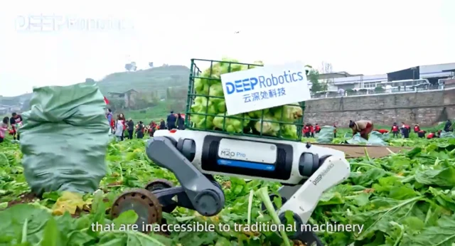 Káposztát cipel a hegyen ez a high-tech robotkutya